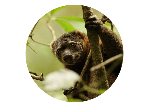 2025 EME Impact Icon.png