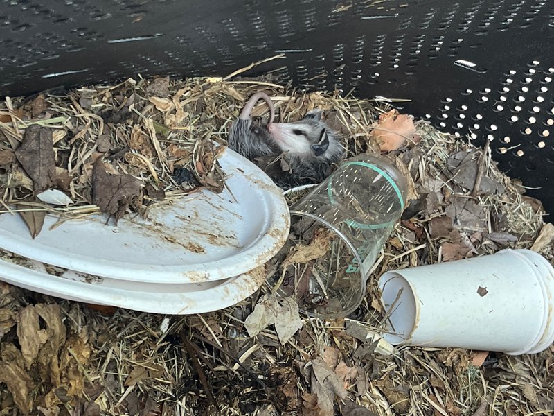 One of the baby possums in my compost pile who was too sleepy to run away while I went to grab my camera.