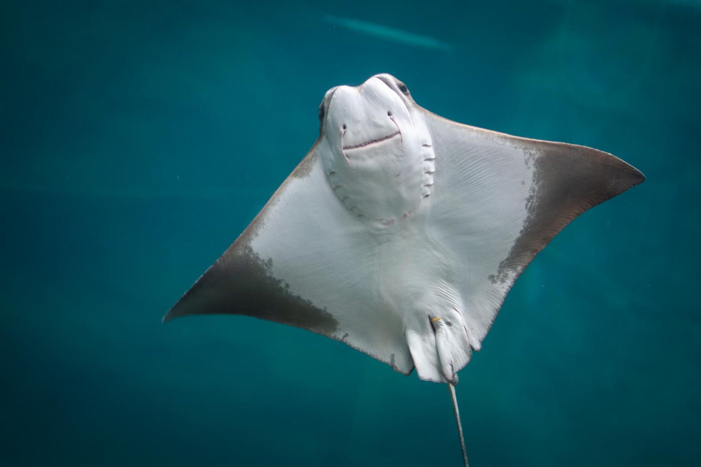 Cow-Nosed Stingray 6885 - Grahm S. Jones, Columbus Zoo and Aquarium.jpg