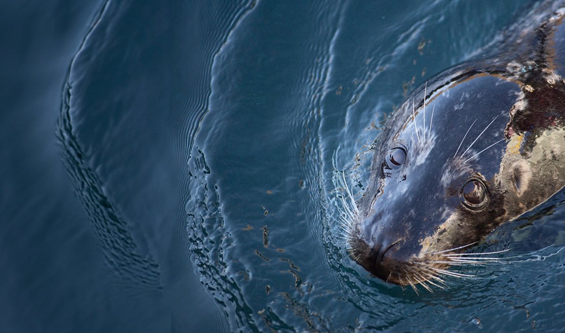 Ferris-harbor-seal_1102x650_2.jpg