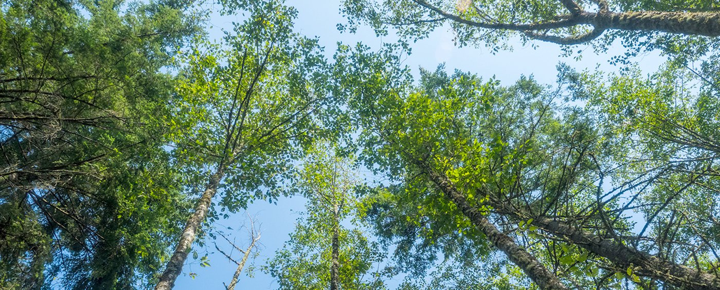 Heritage Helps Banner.jpeg