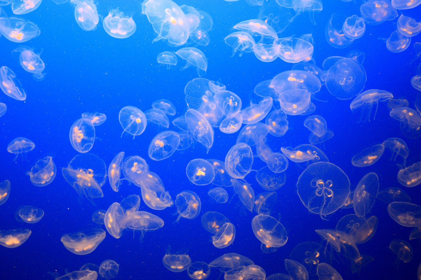 Jelly Fish.jpg
