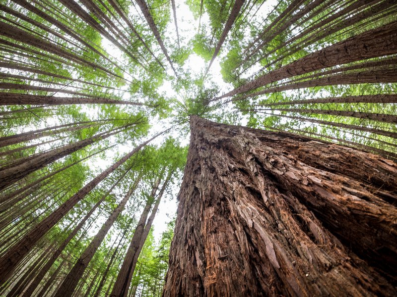 view of tree canopy from below