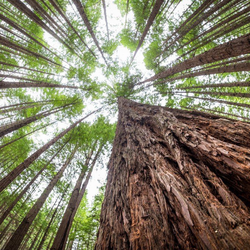 view of tree canopy from below
