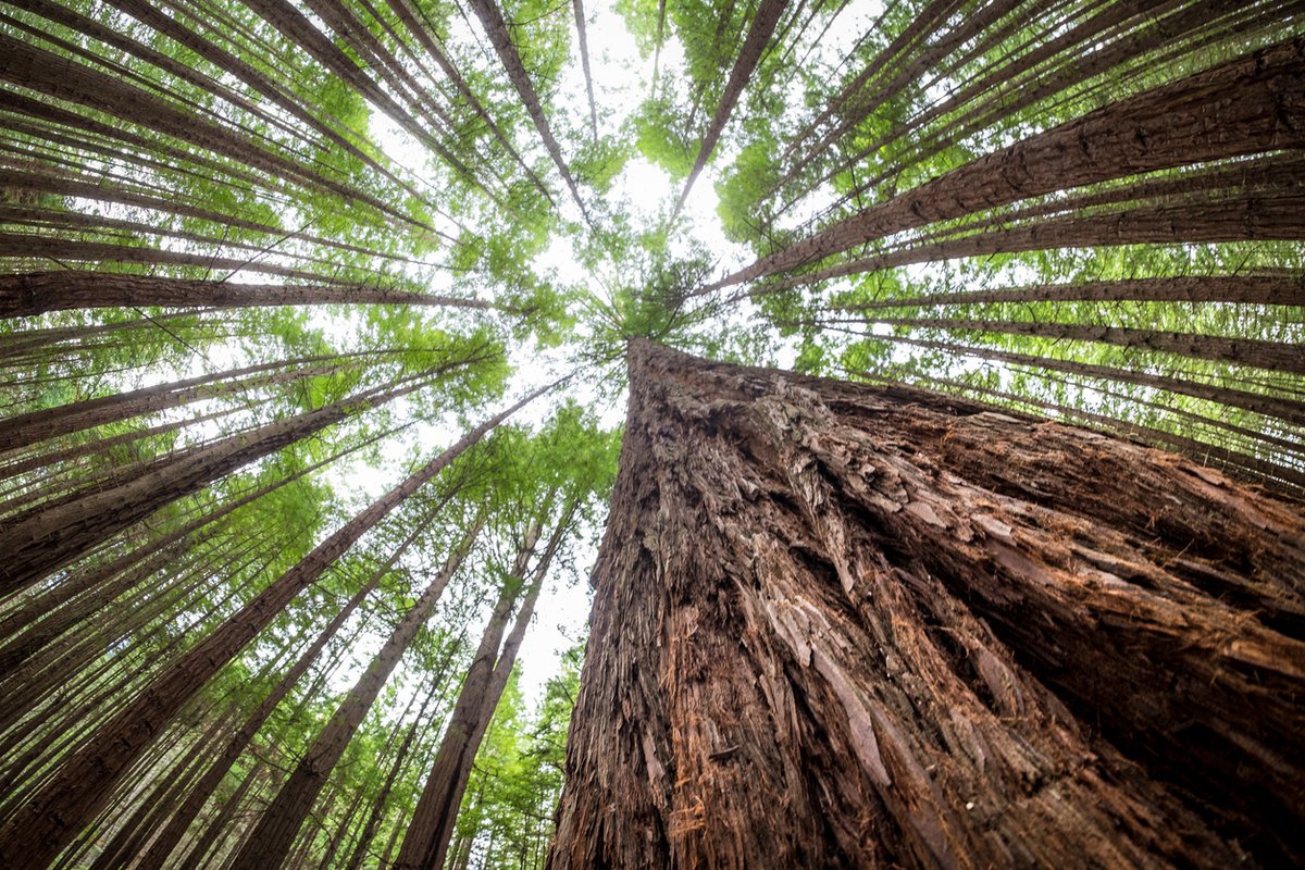 view of tree canopy from below