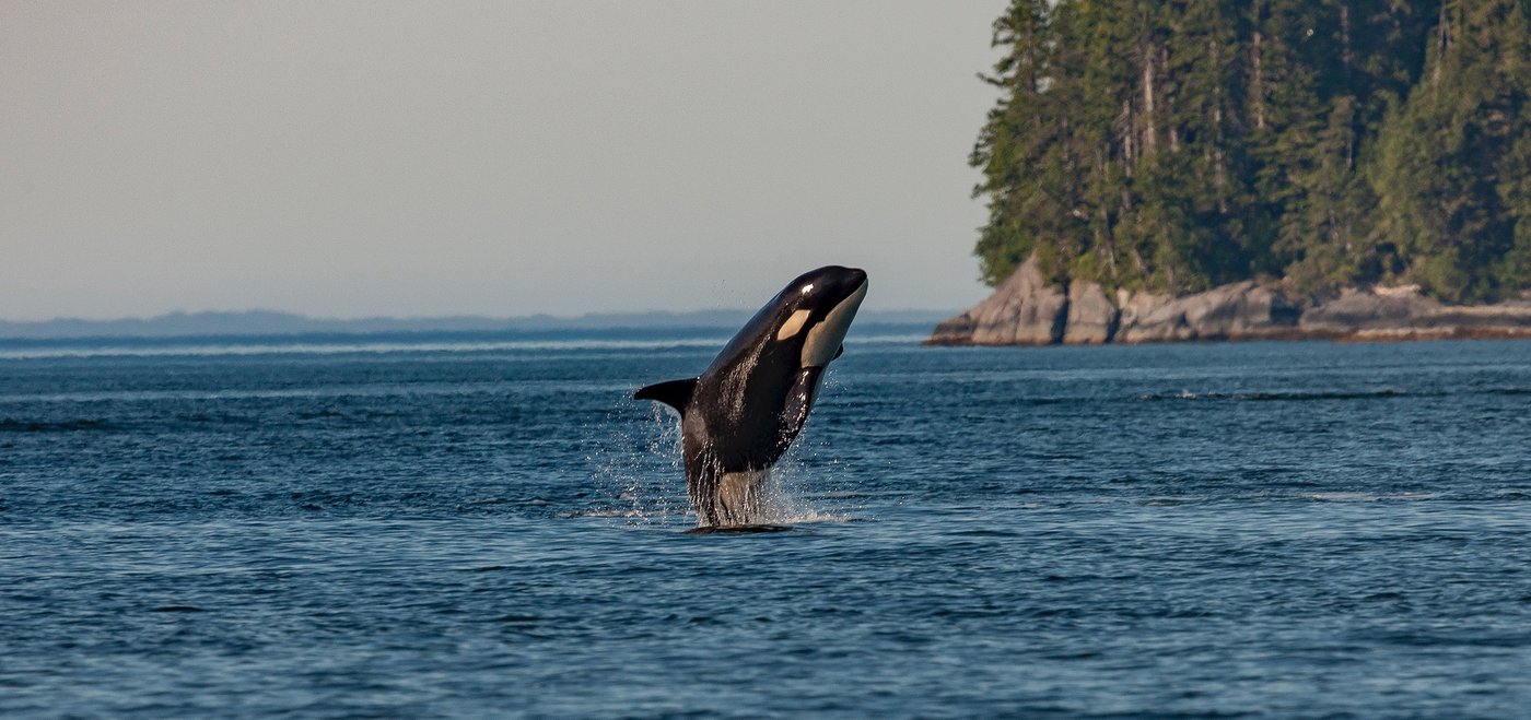 orca recovery day.jpg